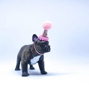 Brindle French Bulldog