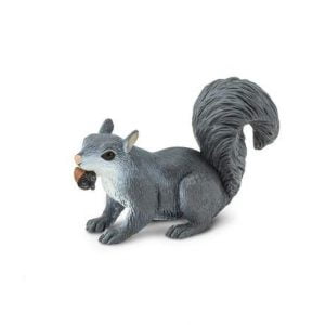 Grey Squirrel