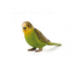 Green Budgie Bird