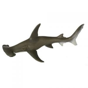 Hammer Head Shark