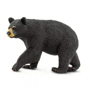Adult Male Black Bear