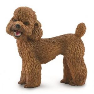 Brown Toy Poodle or Cockapoo Type Dog