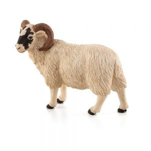 Scottish Horned Male Sheep Ram