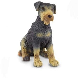 Airdale Terrier Puppy Sitting