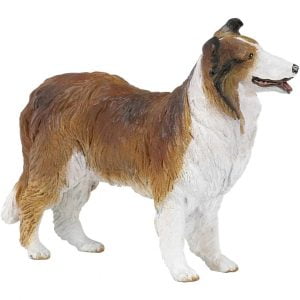 Brown Collie Dog