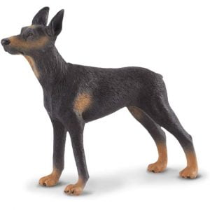 Doberman Pinscher Dog