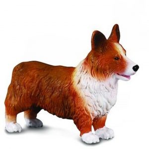 Corgi Dog