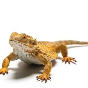 Bearded Dragon Lizard
