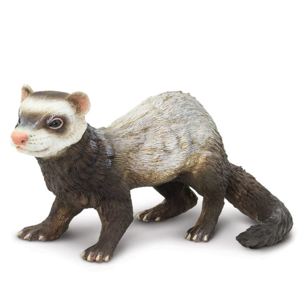 265929_Ferret
