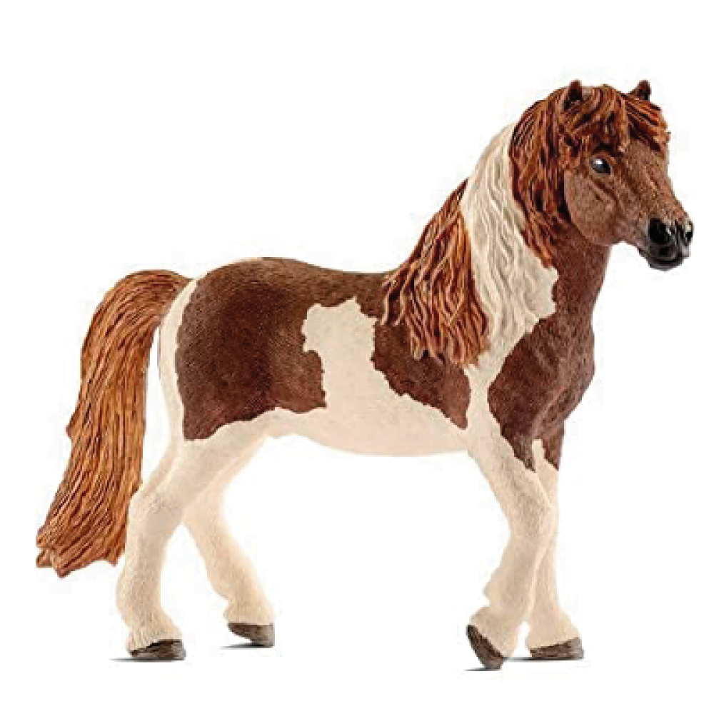 Icelandic pony