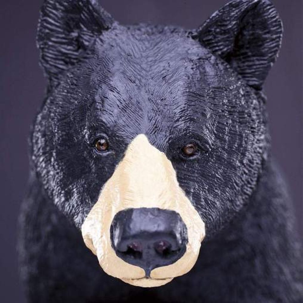 black-bear-877762_508x508