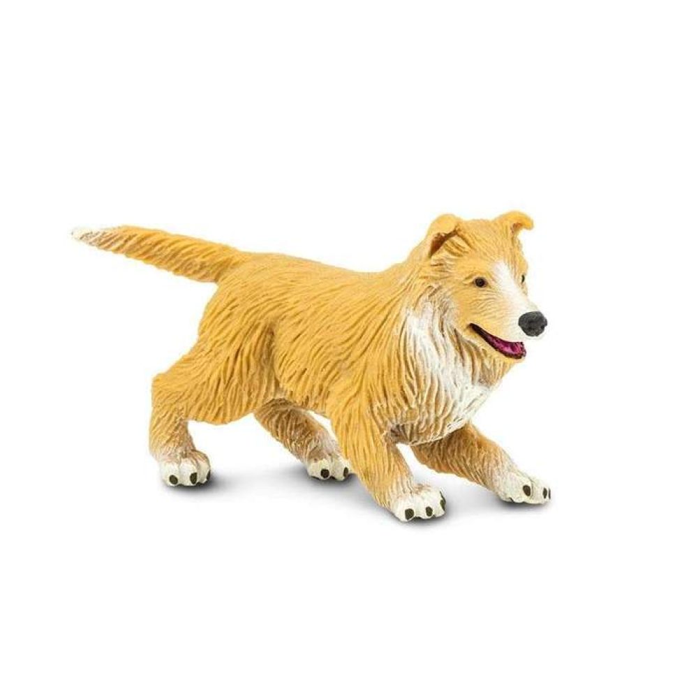 collie-puppy-794350_700x700